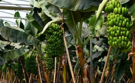 9888拉斯维加斯国际物流为国外种植园水果进口效率加速